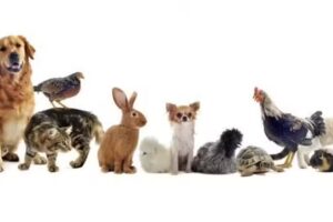 VETERINARIA ESPACIO VET &ndash; M.V. Leonardo Mart&iacute;