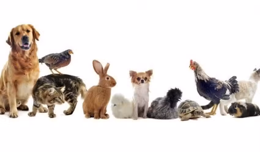 VETERINARIA ESPACIO VET &ndash; M.V. Leonardo Mart&iacute;