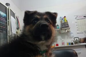 Veterinaria Excelsior