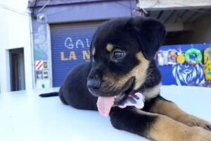 Veterinaria Fabián Gómez