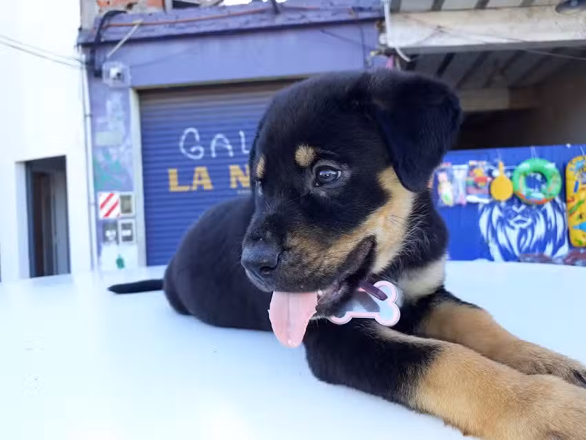 Veterinaria Fabi&aacute;n G&oacute;mez