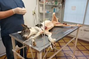 Veterinaria Fighiera