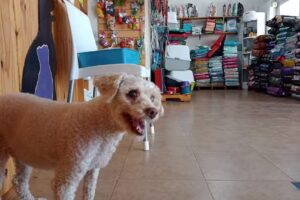 Veterinaria FISIOVET