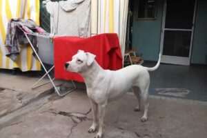 Veterinaria Franklin