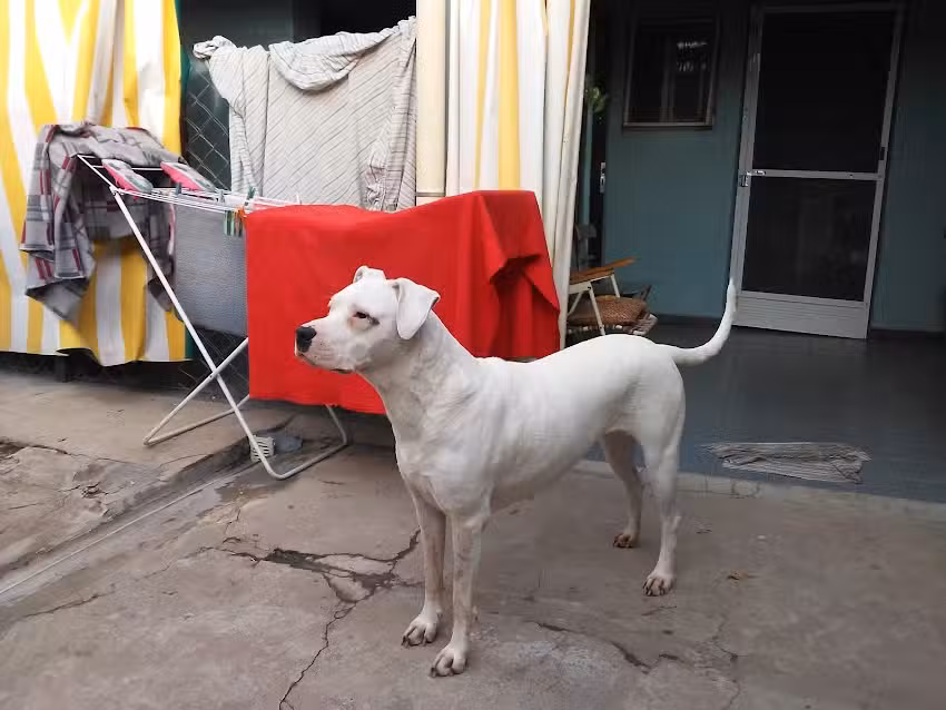 Veterinaria Franklin