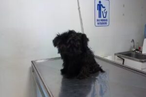 Veterinaria Full Pet’s