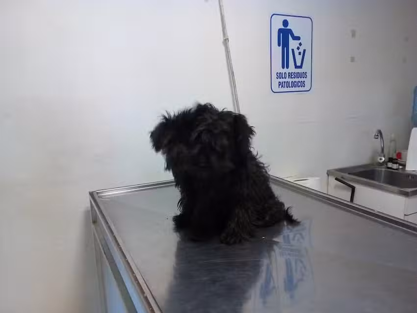 Veterinaria Full Pet&rsquo;s