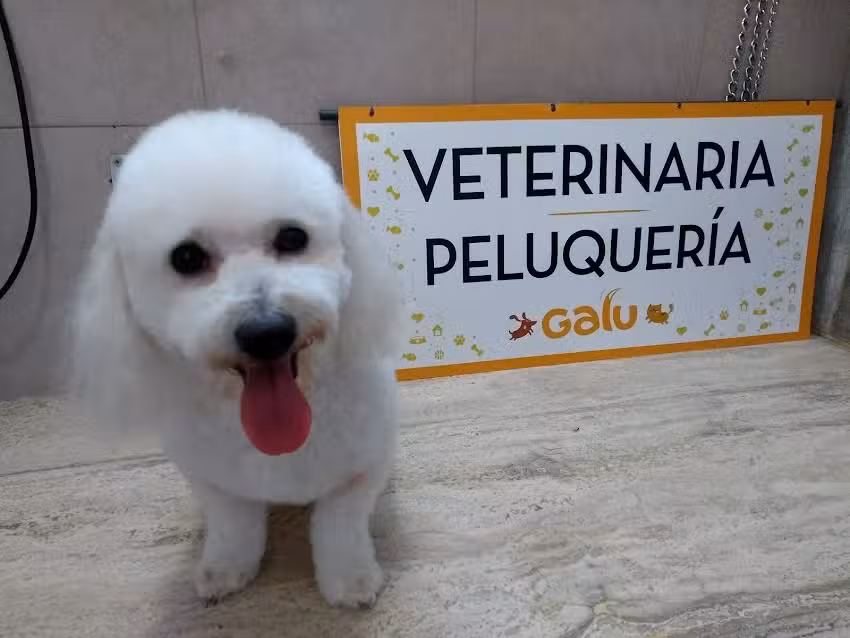 Veterinaria Galu