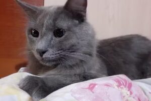 Veterinaria Garibaldi