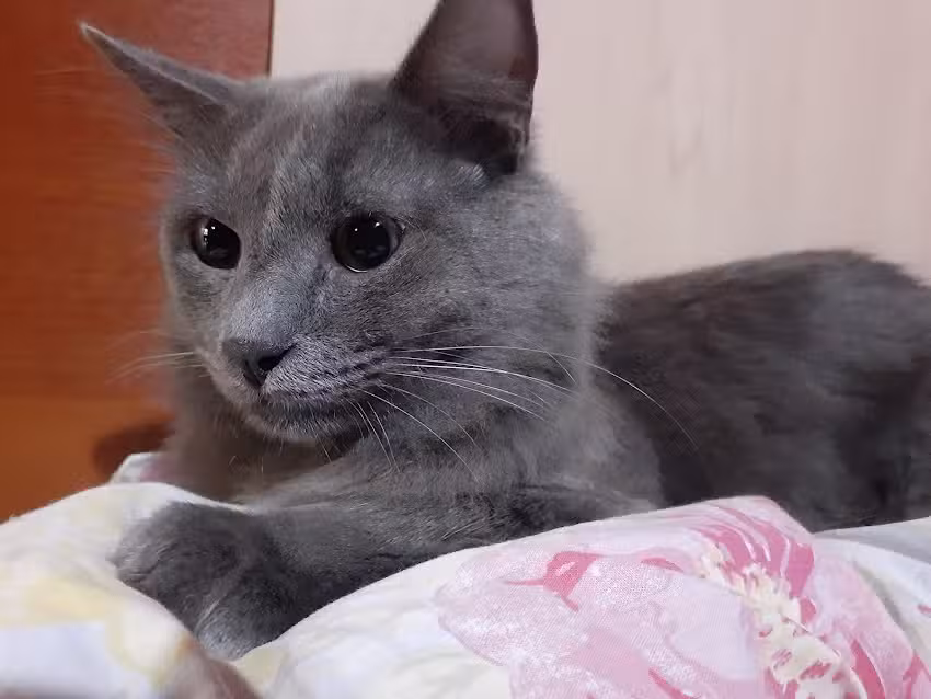 Veterinaria Garibaldi