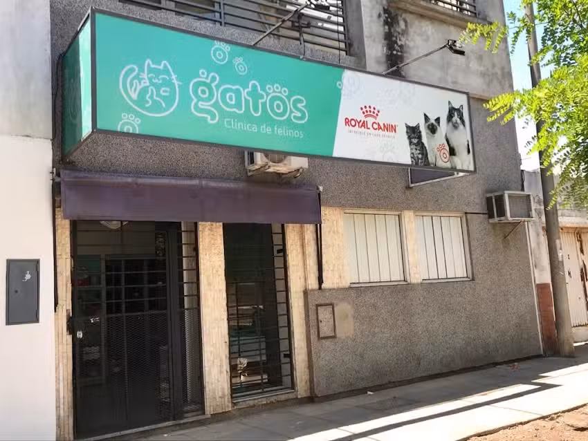 Veterinaria Gatos