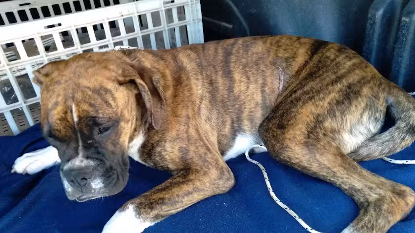 Veterinaria Germiniani