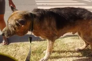 VETERINARIA GRAL. LAGOS