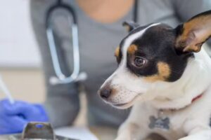 VETERINARIA GREENVET