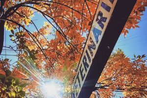 Veterinaria Guillermo G. Malm-Green