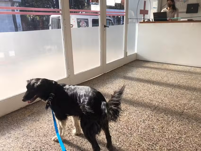 Veterinaria Hipocampo