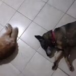 Veterinaria Hol&iacute;stica