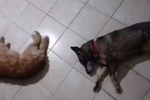 Veterinaria Holística