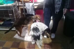 Veterinaria Hospital Veterinario