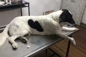 Veterinaria Hospital Veterinario Campana, Clinica y Cirugia