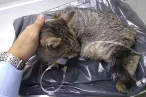 VETERINARIA HUELLAS GODOY CRUZ