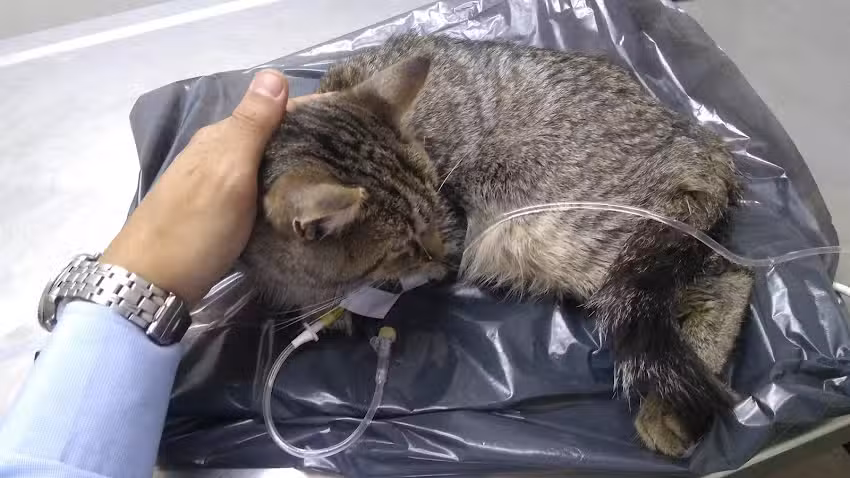 VETERINARIA HUELLAS GODOY CRUZ