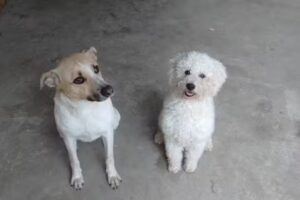 Veterinaria Huellas Quijano