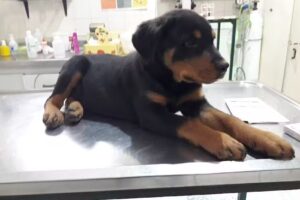 Veterinaria Huesitos