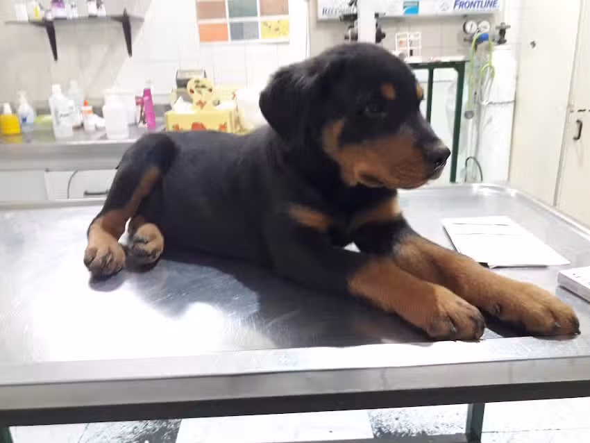 Veterinaria Huesitos