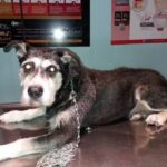 VETERINARIA INALICAN