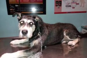 VETERINARIA INALICAN