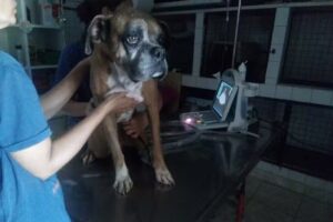 Veterinaria &ldquo;Inapan&rdquo; Av. ROCA 274 LOC.2