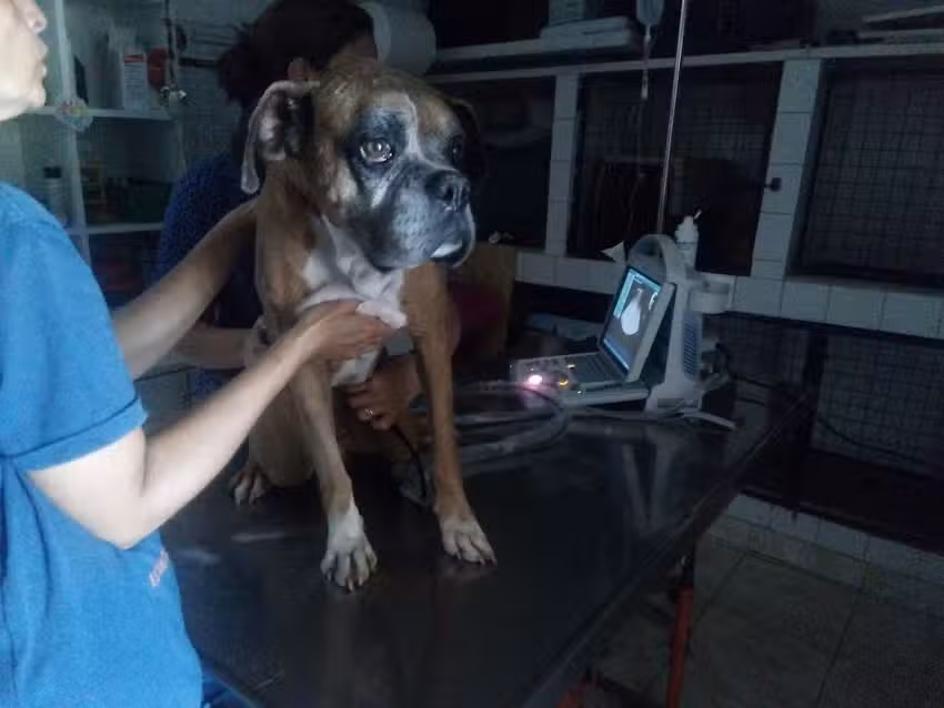 Veterinaria &ldquo;Inapan&rdquo; Av. ROCA 274 LOC.2