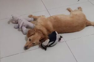 Veterinaria Integral