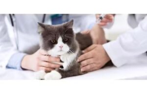 VETERINARIA INTEGRAL DR FURNO