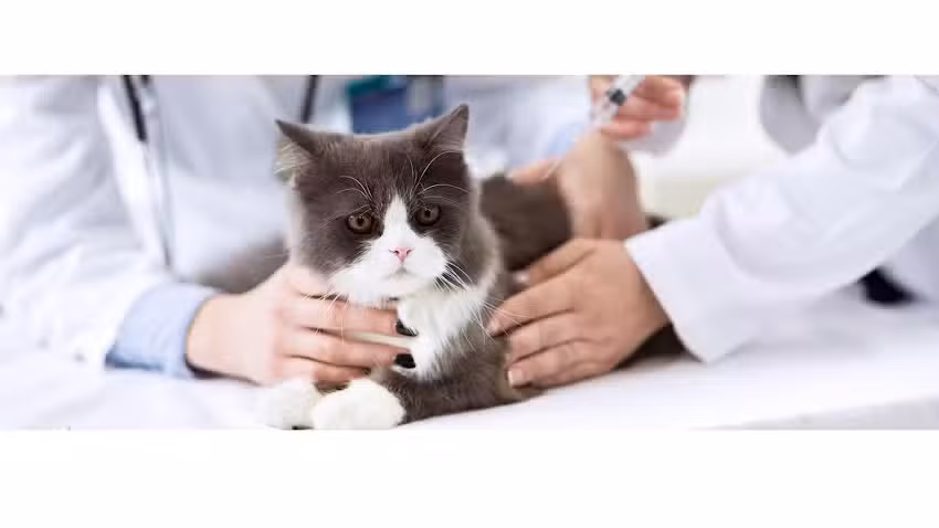 VETERINARIA INTEGRAL DR FURNO