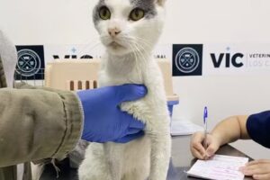 VETERINARIA INTEGRAL LOS CACHORROS- VIC