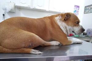 Veterinaria Integrativa masvet