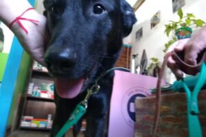 Veterinaria Irene Ripoll