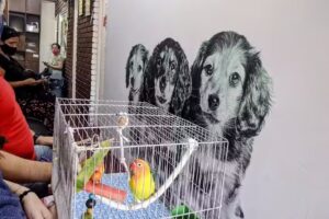 Veterinaria Itat&iacute;