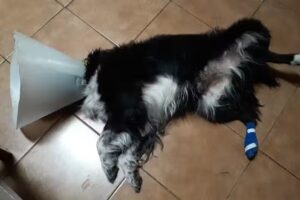 Veterinaria Jes&uacute;s Mar&iacute;a