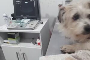 Veterinaria Juan Manuel Montenegro