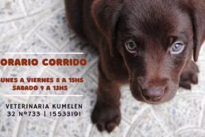 Veterinaria K&uuml;melen