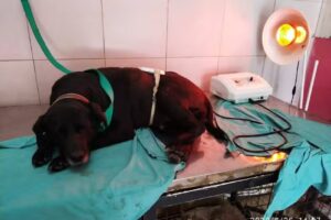 Veterinaria La Aldea Canina