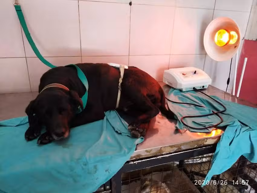 Veterinaria La Aldea Canina