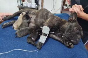 Veterinaria La Brocheriana