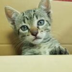 Veterinaria La Caba&ntilde;a