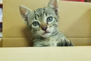 Veterinaria La Caba&ntilde;a