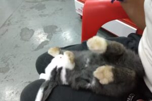 Veterinaria La.casa De Sam