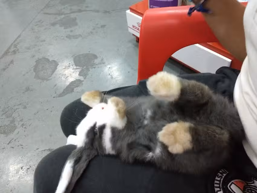 Veterinaria La.casa De Sam